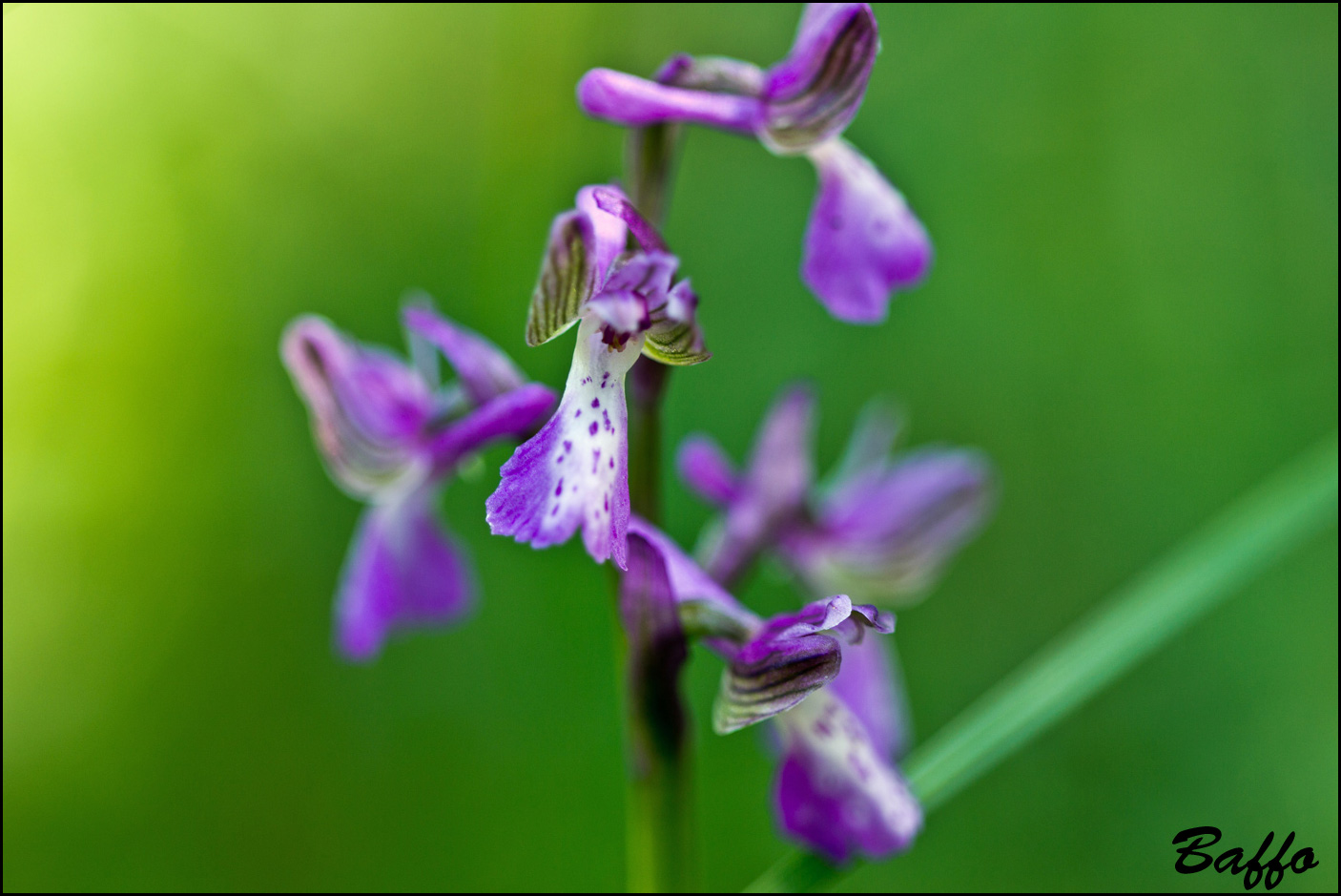 Anacamptis morio